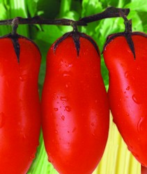 pomodoro san marzano