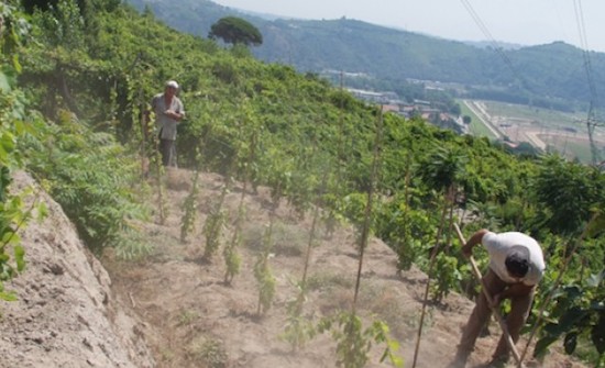 vigna-agnanum vigne agnanum sul cratere degli astroni